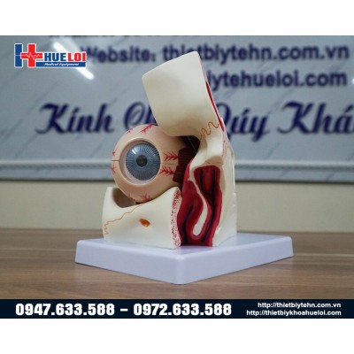 Mô hình giải phẫu mắt chi tiết